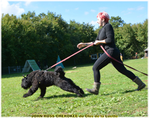 JOHN ROSS bouvier des Flandres du Clos de la Luette